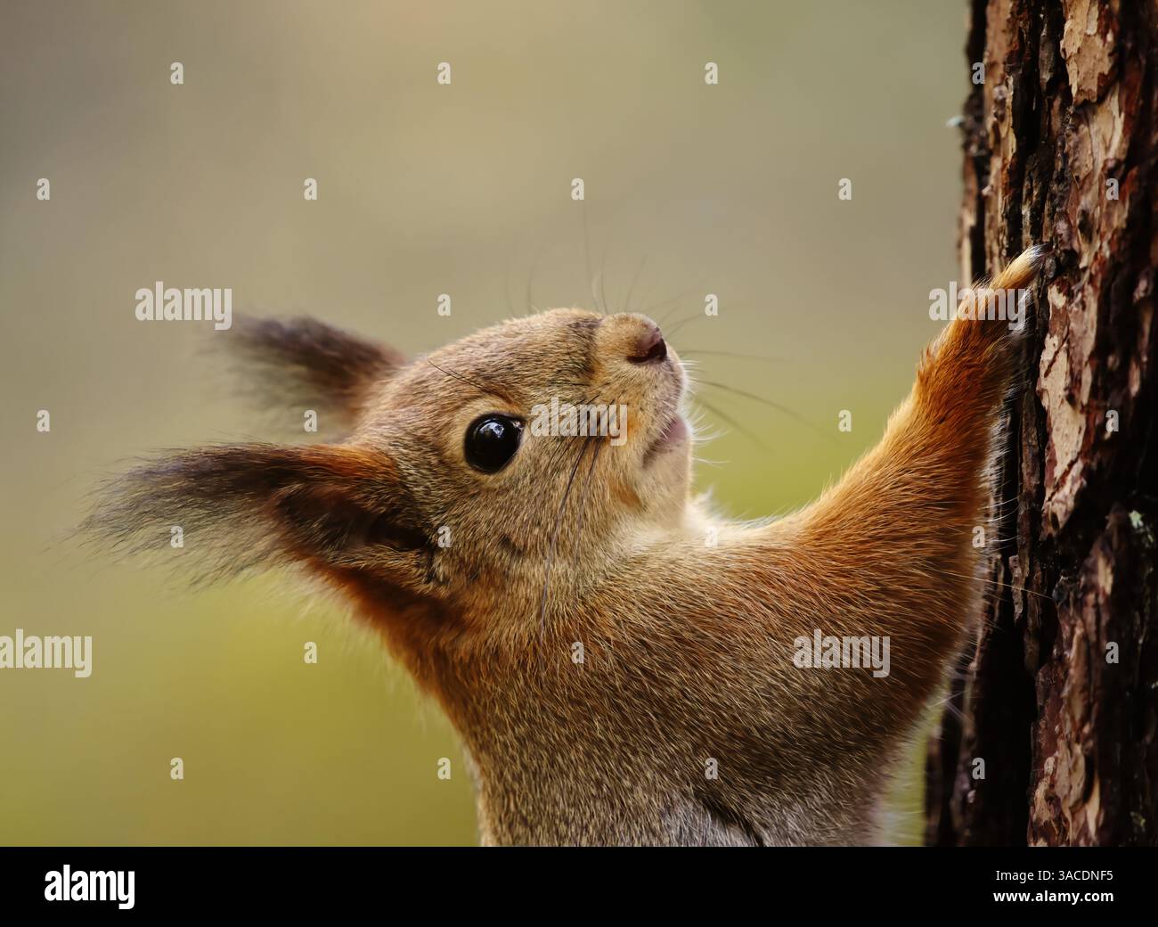 Red squirrel (Sciurus vulgaris) closeup climbing on a tree in spring. Stock Photo