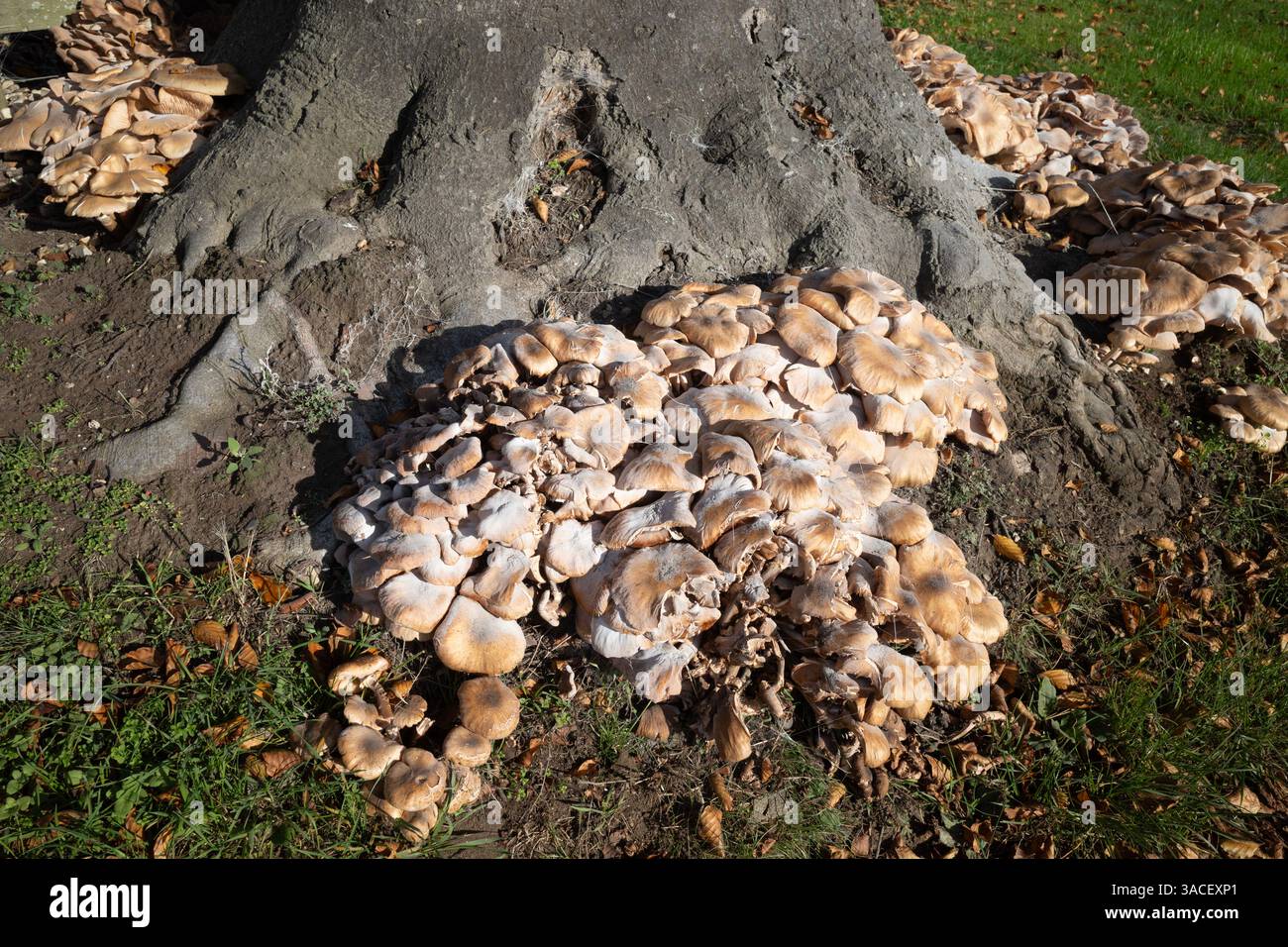 Fungus growing around the base of a tree Stock Photo