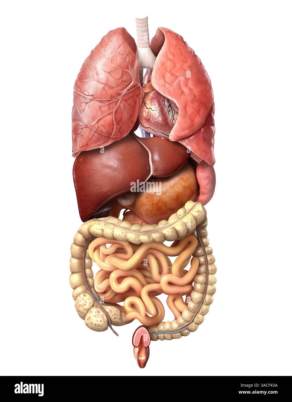 Male internal organs hi-res stock photography and images - Alamy, image size:1011x1390