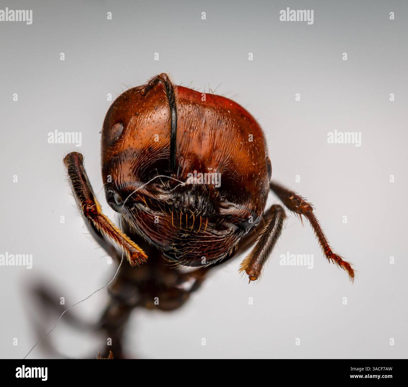 Insects anatomy hi-res stock photography and images - Alamy