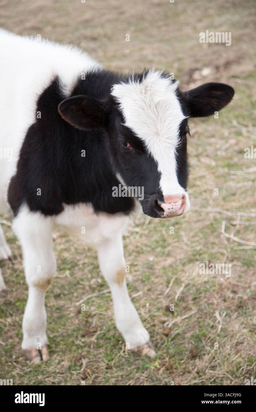 Black and white cow standing on the grassy field hi-res stock ...