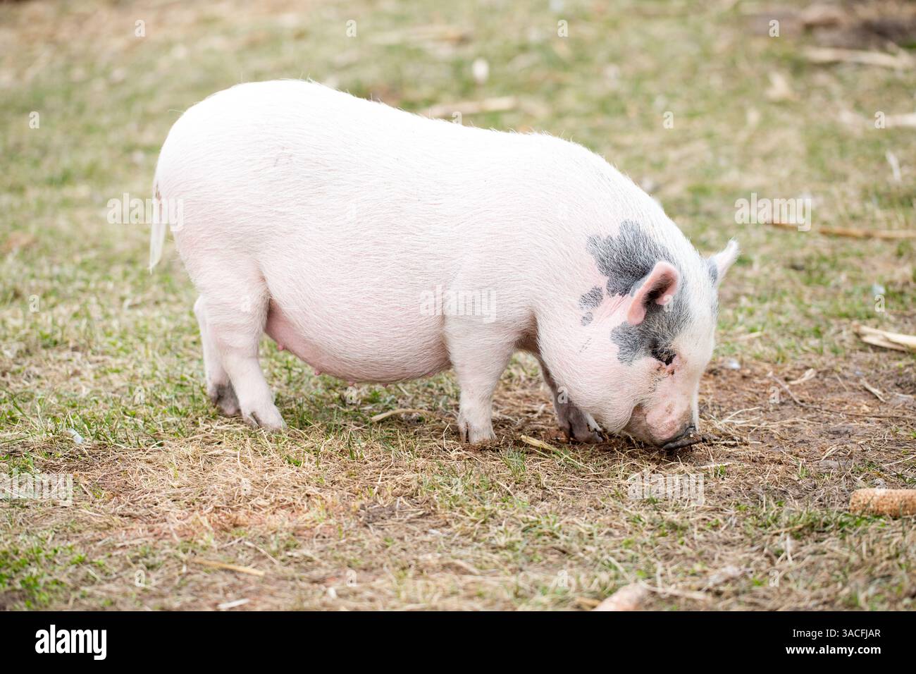 Small spotted pig foraging on a grassy farm field in daylight Stock Photo