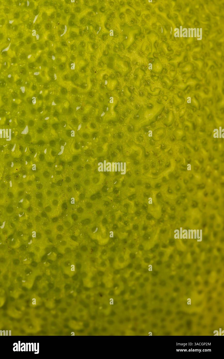 the wet peel of a citrus, an unripe green grapefruit covered with water