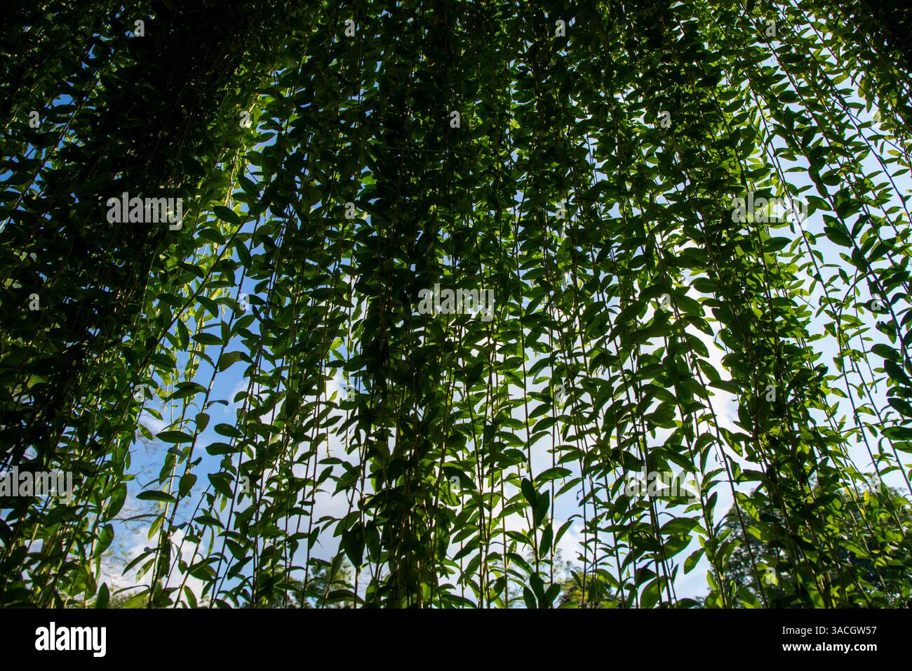 Lee Kwan Yew (Vernonia elliptica)  Also known as Curtain Creeper, this  lush climbing vine is popular for its cascading foliage, ideal for vertical  ga Stock Photo - Alamy