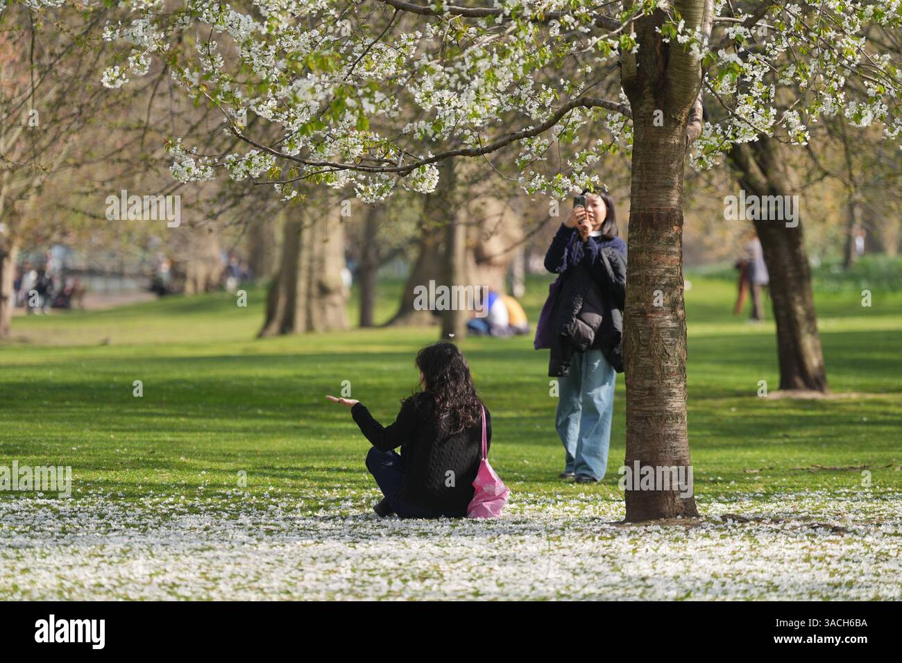 people-walk-under-blossom-trees-as-they-enjoy-the-warm-weather-in-st