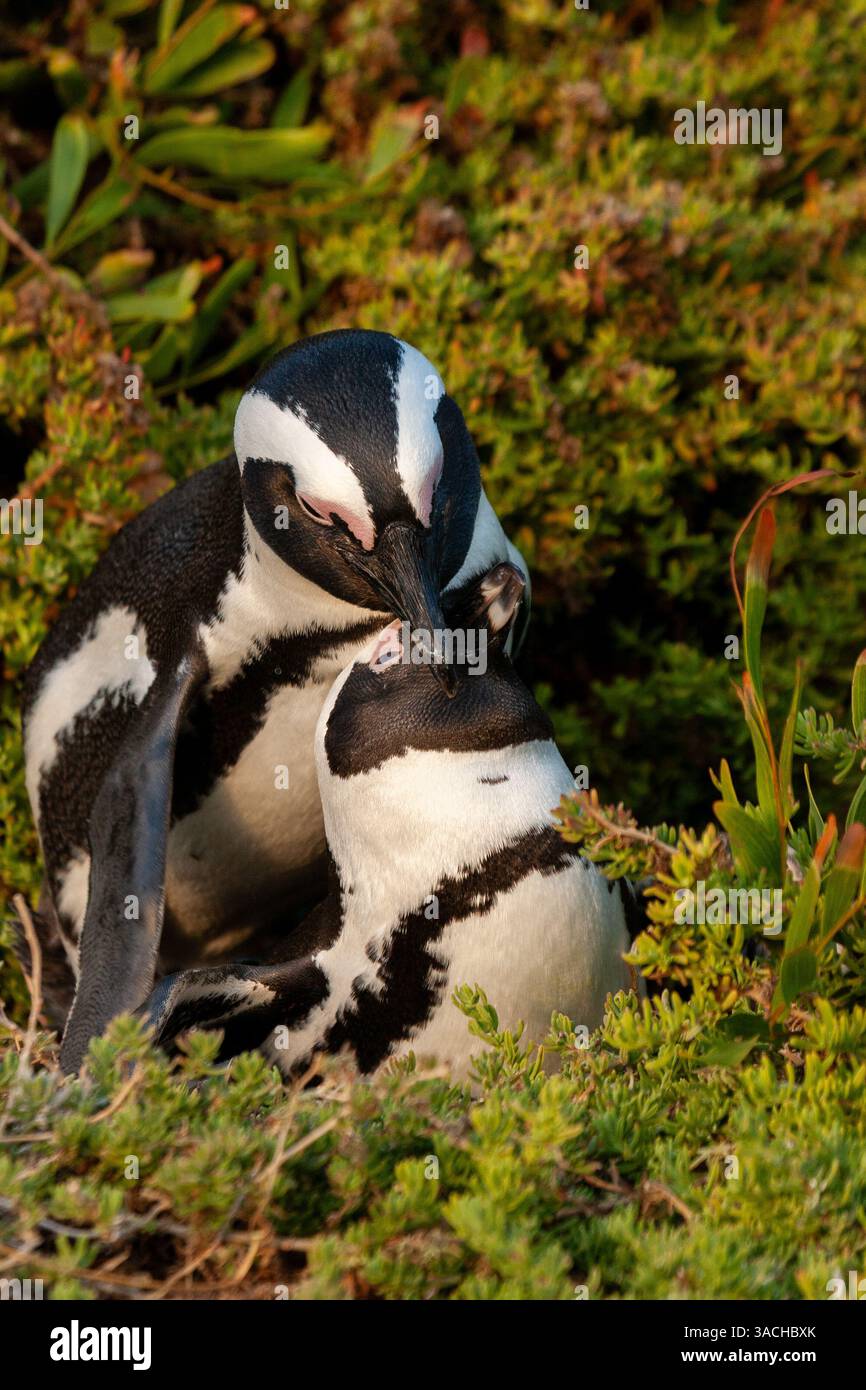 Mating African Penguin At Boulders Beach In Simon s Town South Africa mating-african-penguin-at-boulders-beach-in-simon-s-town-south-africa