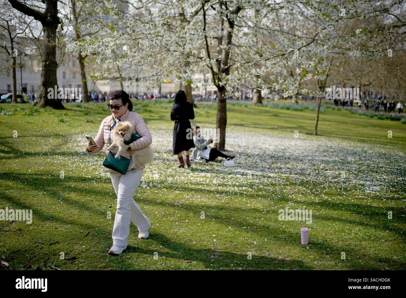 people-take-pictures-next-to-a-blossom-trees-as-they-enjoy-the-warm