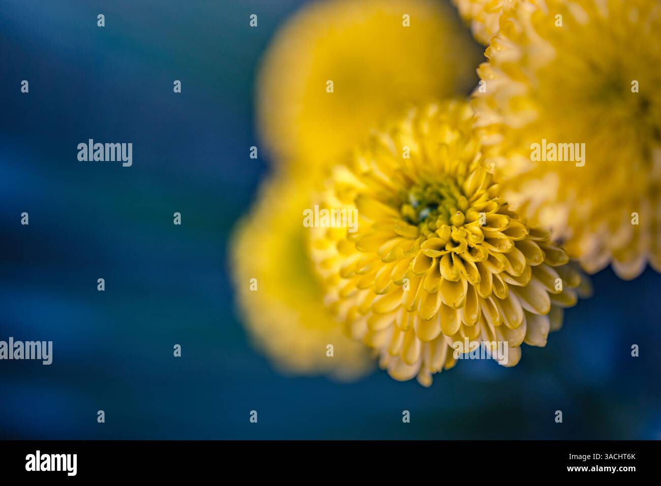 Beautiful bunch of yellow flowers are in field closeup on blurred blur lush foliage background. Beautiful yellow flowers blooming in a vibrant garden Stock Photo