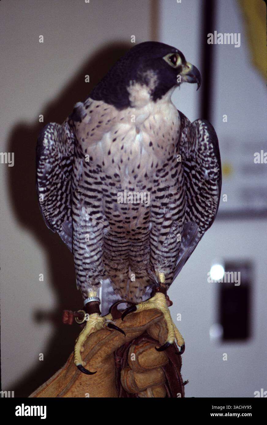 Boise, ID. USA. June 1996. World Center of Birds of Prey. The Center ...