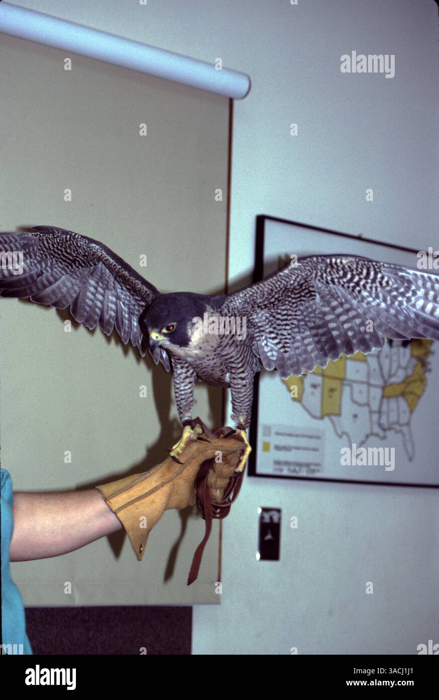 Boise, ID. USA. June 1996. World Center of Birds of Prey. The Center ...