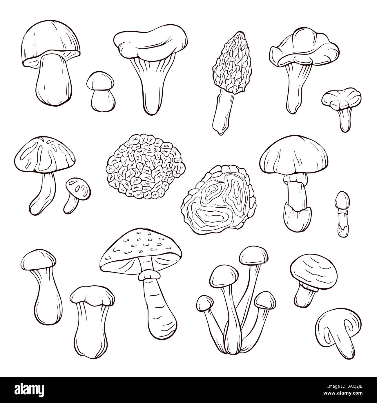 edible-mushroom-set-in-line-art-style-forest-food-plant-outline
