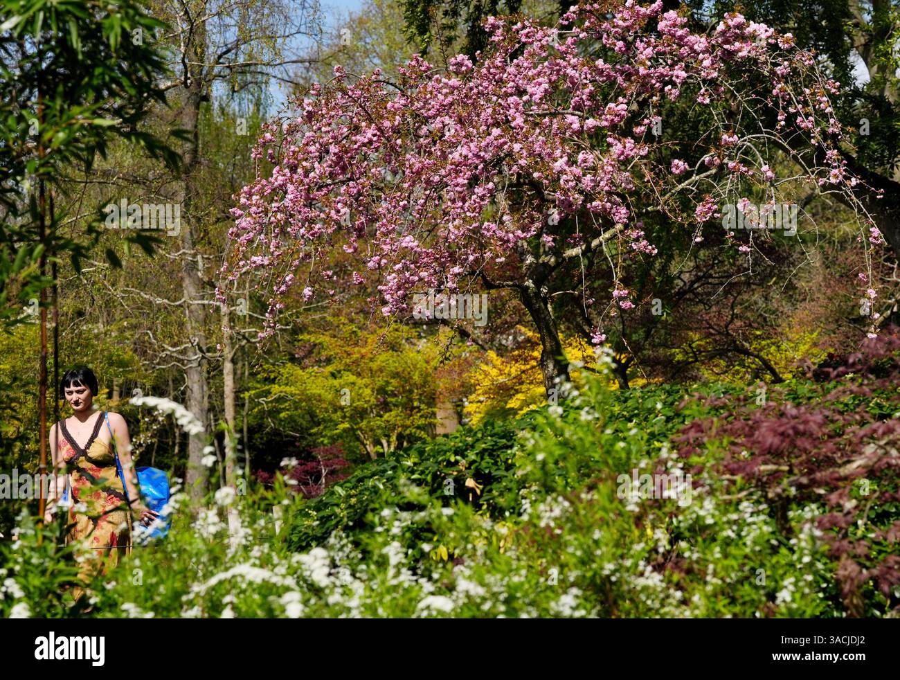 a-visitor-to-holland-park-london-walks-through-the-fukushima-garden