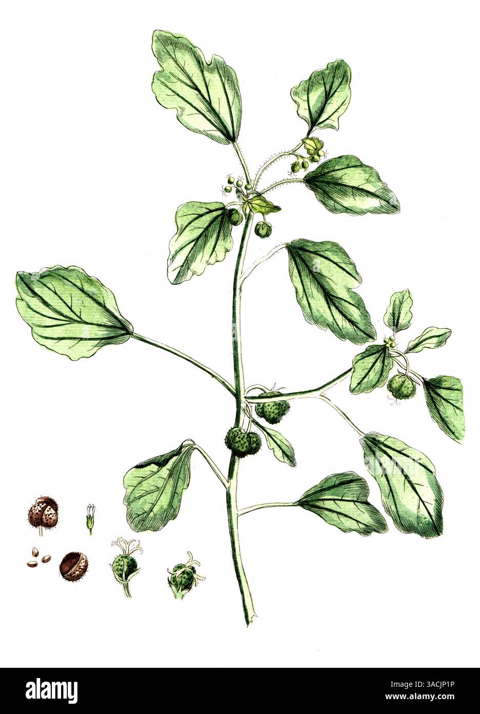 fallopia variegata Fallopia Multiflora Variegata – Luna's Plants main image 1