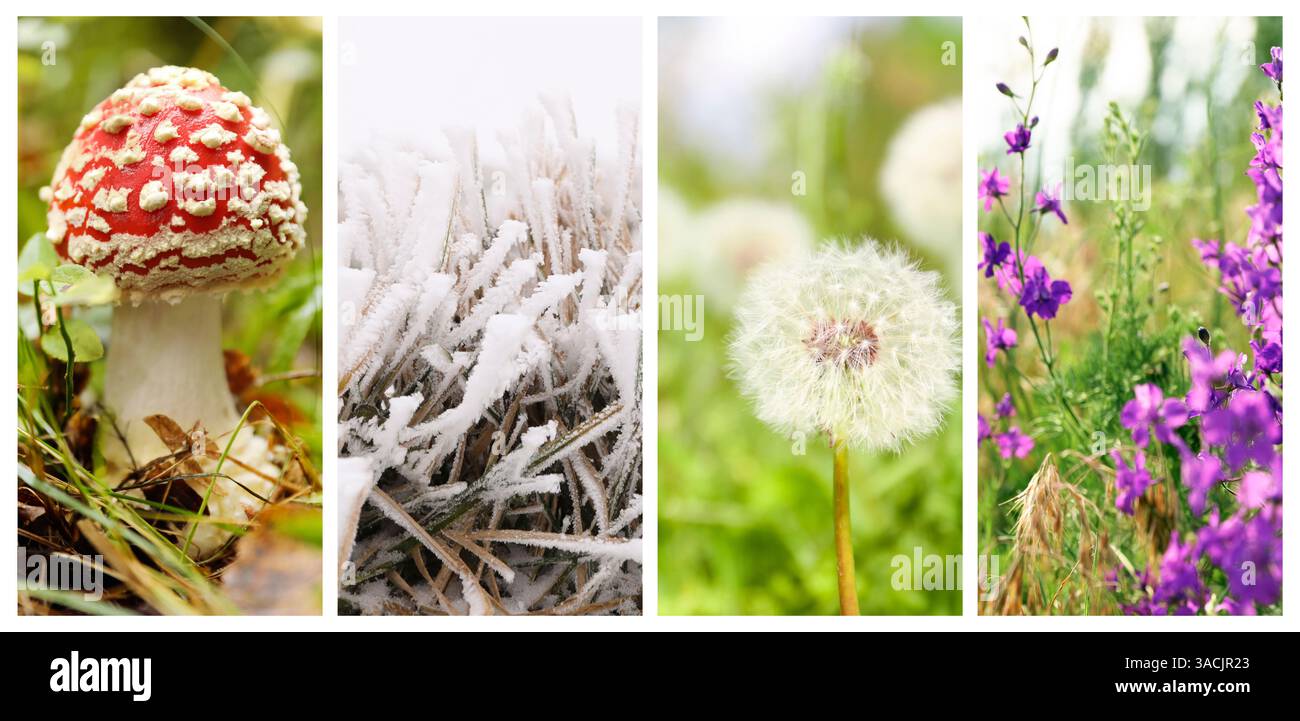 Four seasons of year. Collage with pictures of nature in winter, summer ...