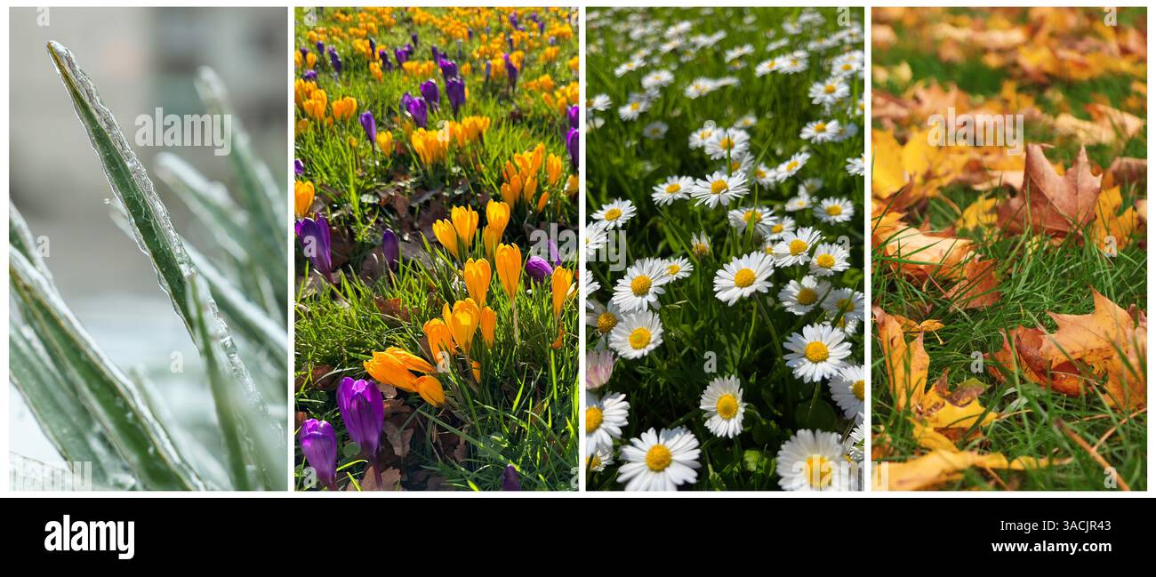 Four seasons of year. Collage with pictures of nature in winter, summer ...