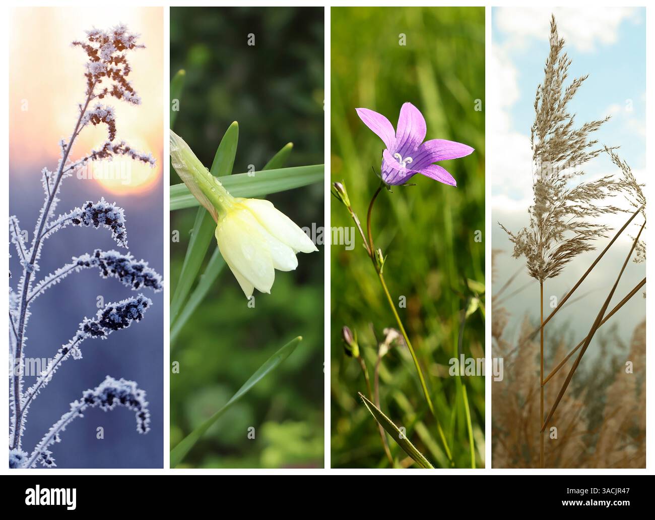 Four seasons of year. Collage with pictures of nature in winter, summer ...