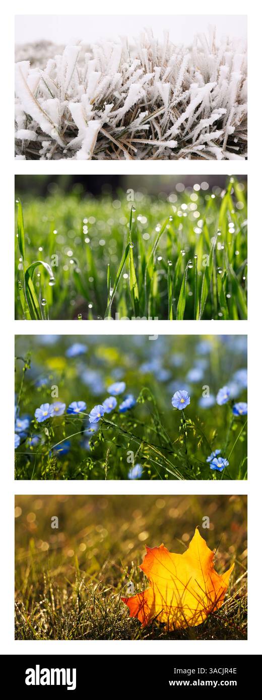 Four seasons of year. Collage with pictures of nature in winter, summer ...