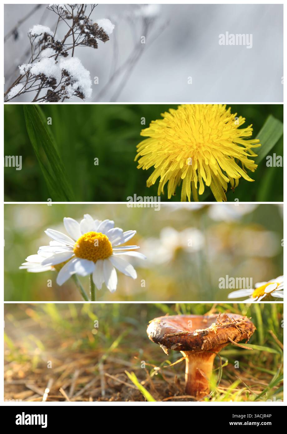 Four seasons of year. Collage with pictures of nature in winter, summer ...