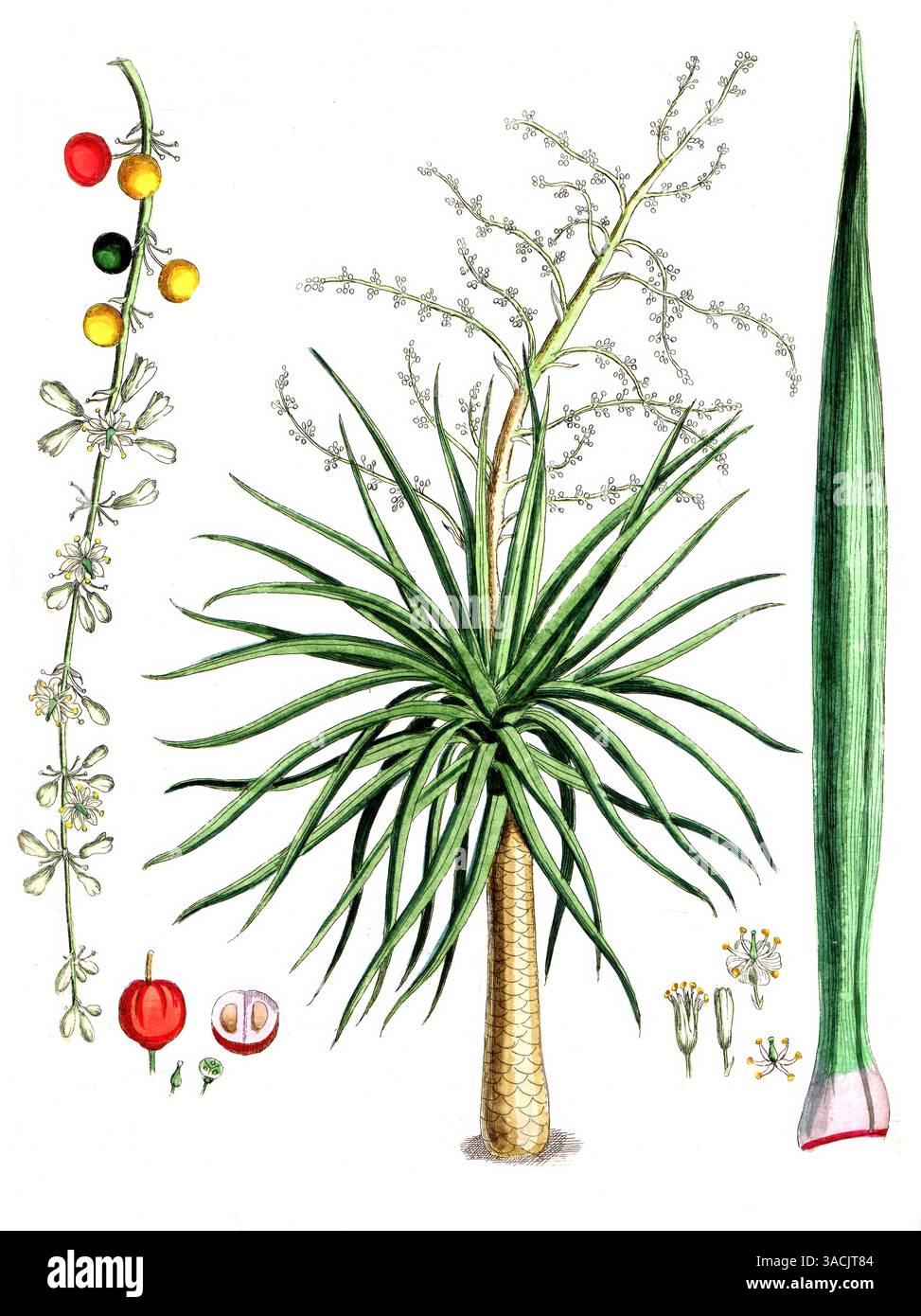 Dracaena draco, Kanarischer Drachenbaum, digitale Reproduktion einer historischen Vorlage, zwischen 1790 bis 1810, Botanica Pharmaceutica von Andreas Stock Photo