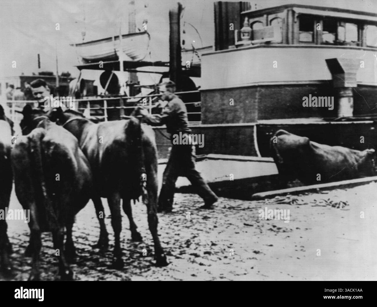 Hitler Loading The Nazis are reported denuding the occupied countries of cattle ...