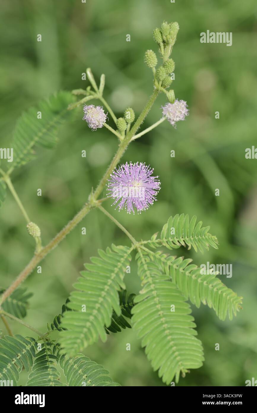 Sensitive plant (mimosa pudica) hi-res stock photography and images - Alamy