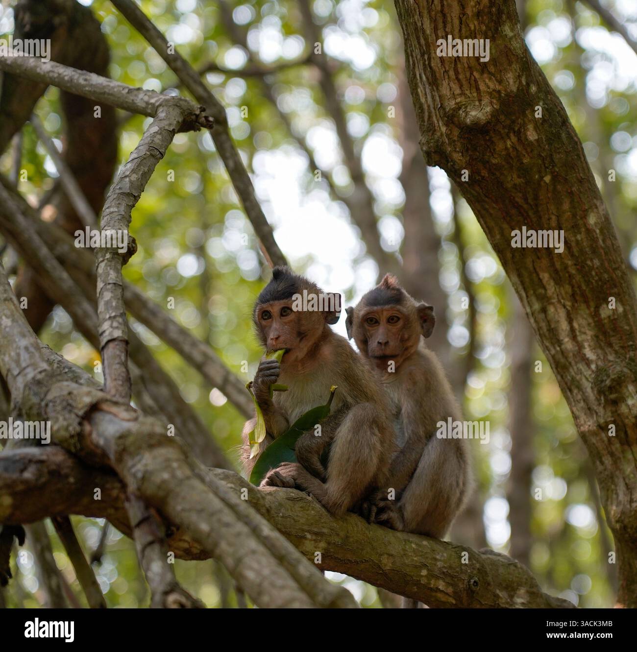 Two young monkeys sitting on the branch in the tree, Monkey island, Vietnam Stock Photo