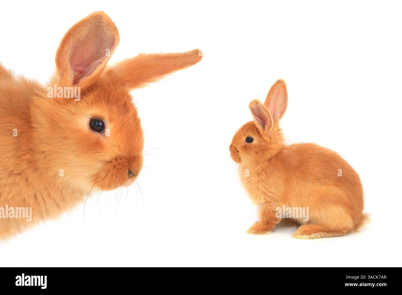 orange rabbit isolated on white background Stock Photo