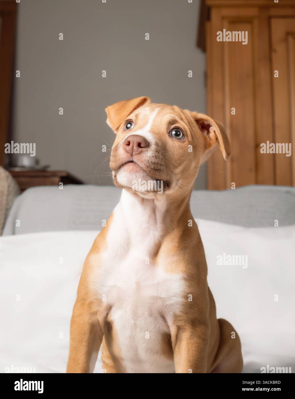 Clearance blue and red nose pitbull Online Sale, image size:1028x1390