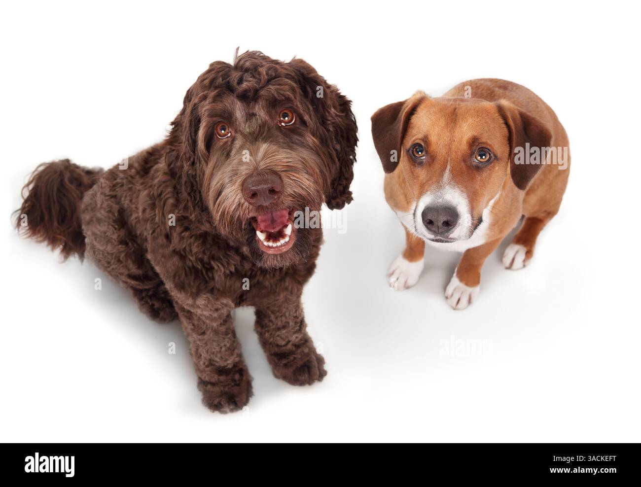 Happy dogs looking up at camera or pet owner. Two puppy dog friends sitting side by side, waiting for food or obedience training. Female Harrier mix d Stock Photo