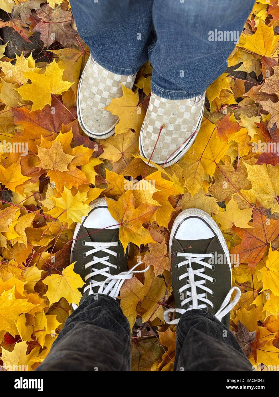 Standing in the Fall Leaves - Smartphone Captured Stock Image