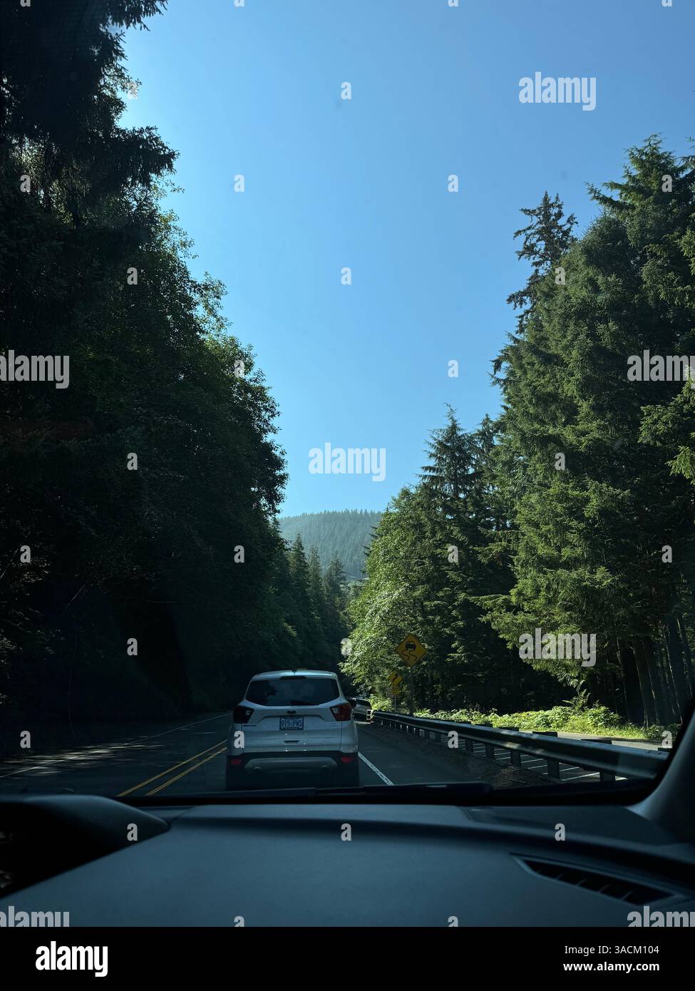 Driving Through the Forest - Smartphone Captured Stock Image