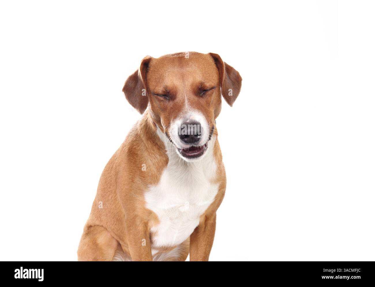 Isolated dog laughing or smiling at camera. Cute puppy dog with eyes closed and happy body language. Dog making a face. 2 years old female harrier mix Stock Photo