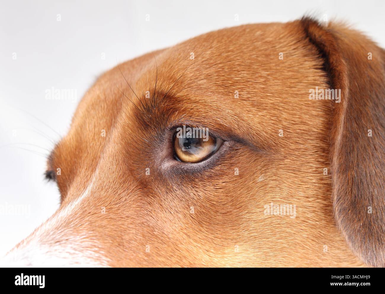 Dog eye close up. Cute puppy dog head shot with frowning with wrinkles. Eyesight or eye vision for dogs concept. 2 years old female harrier mix dog. S Stock Photo
