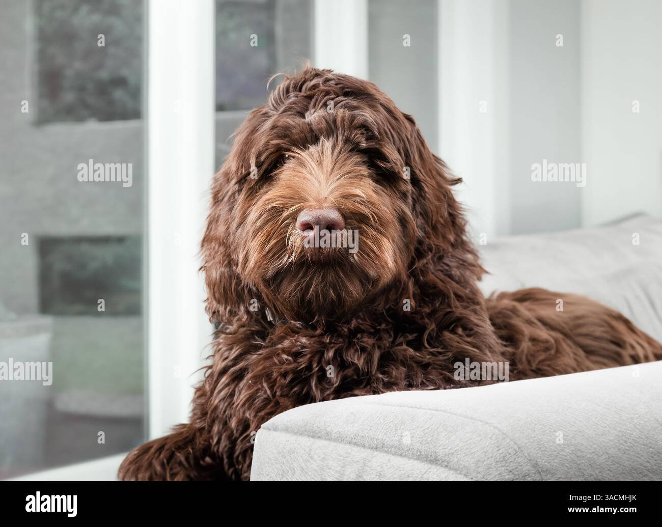 Labradoodle dog resting in hi-res stock photography and images - Alamy