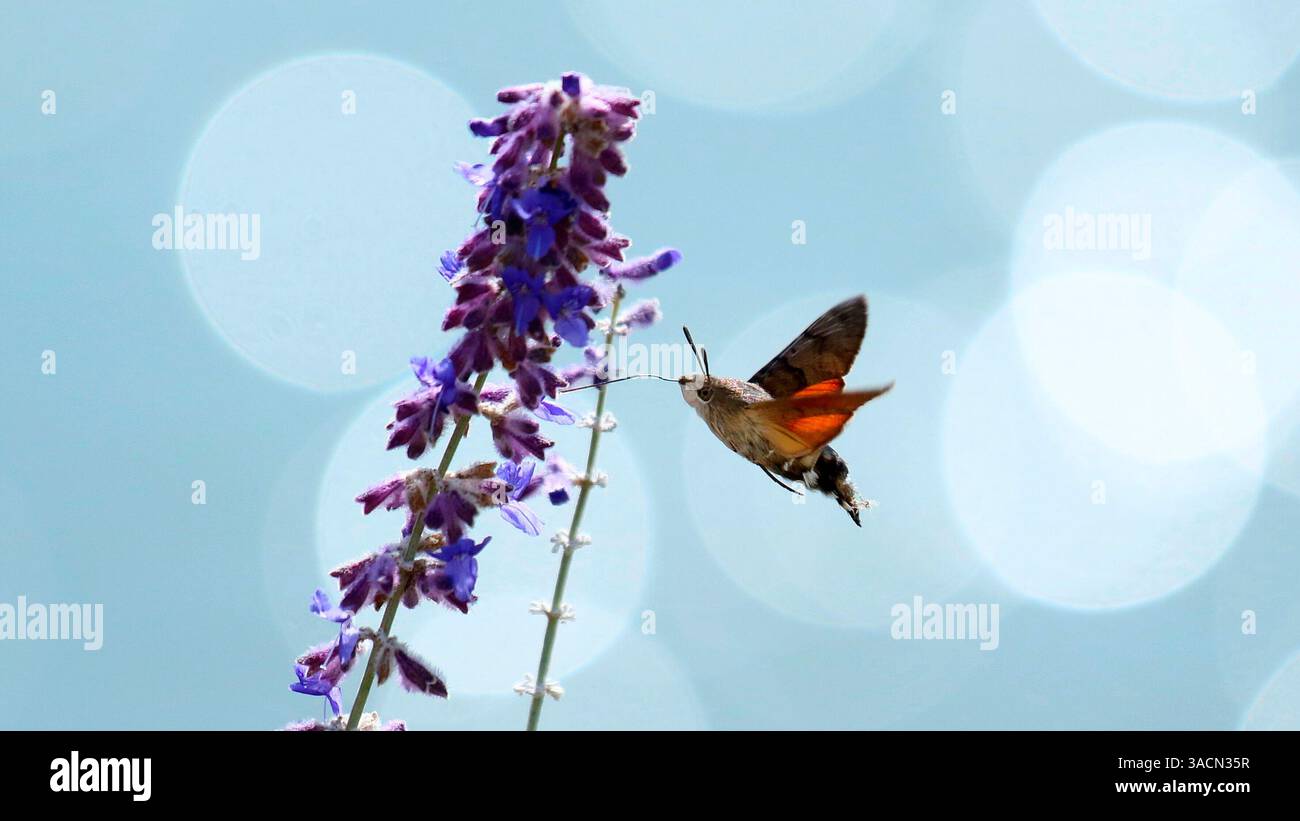 insect, pigeon tail, pigeon tail, carp tail, butterfly, hawkmoth, macroglossinae, macroglossum, hummingbird butterfly, hummingbird hawk moth, hairy Stock Photo