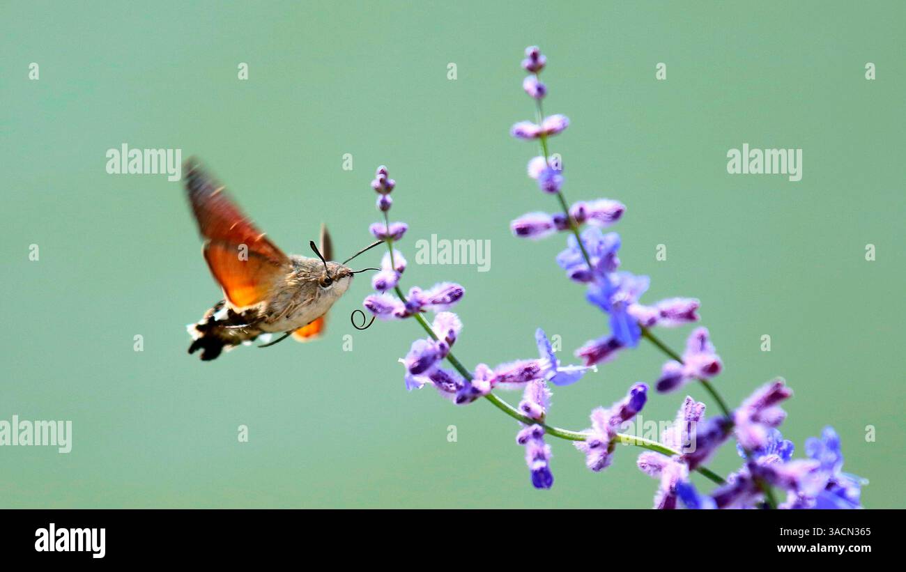 insect, pigeon tail, pigeon tail, carp tail, butterfly, hawkmoth, macroglossinae, macroglossum, hummingbird butterfly, hummingbird hawk moth, hairy Stock Photo