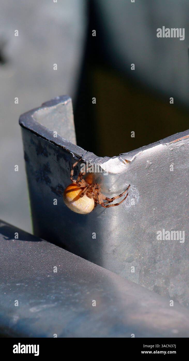 Spinder Croos spider, cross spider Stock Photo - Alamy