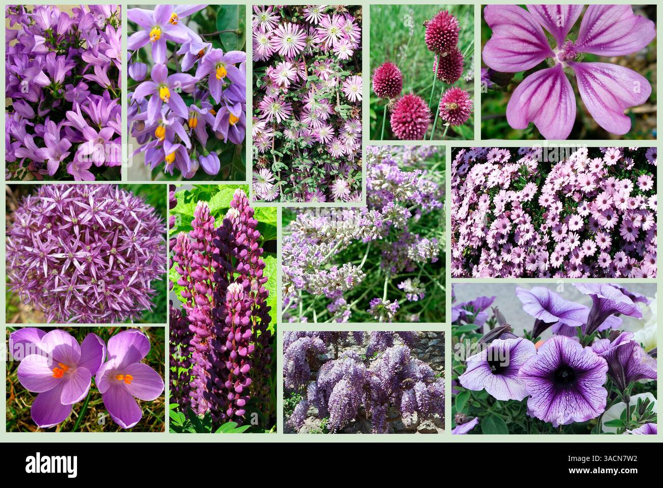 Flowers plants collage hi-res stock photography and images - Alamy