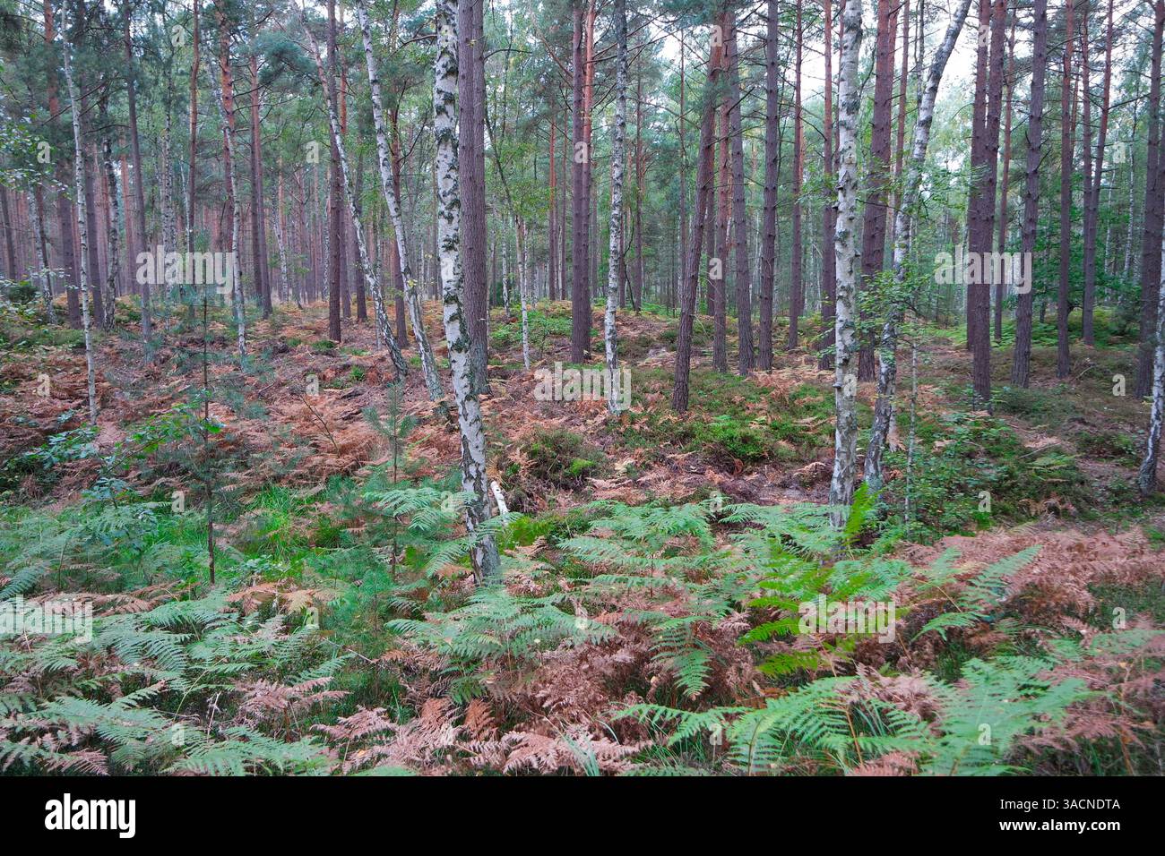 Fern in birch forest hi-res stock photography and images - Alamy