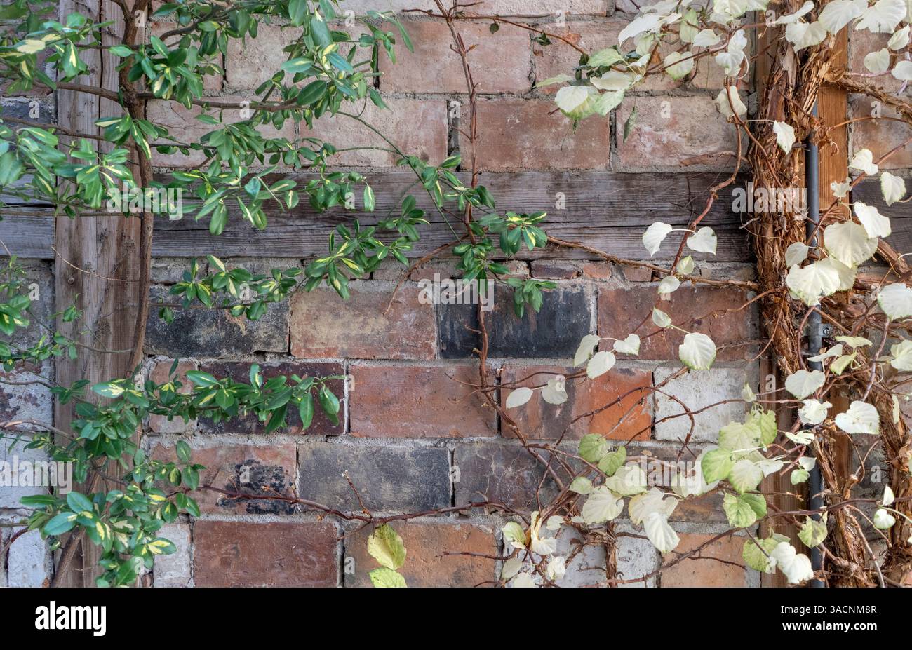 Background with brickwork, half-timbering and climbing plants, Stock Photo
