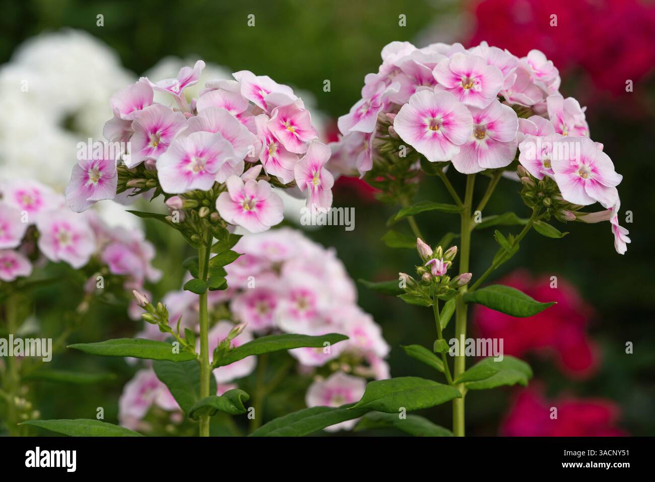 Garden Phlox (Phlox paniculata), flowers of summer Stock Photo - Alamy