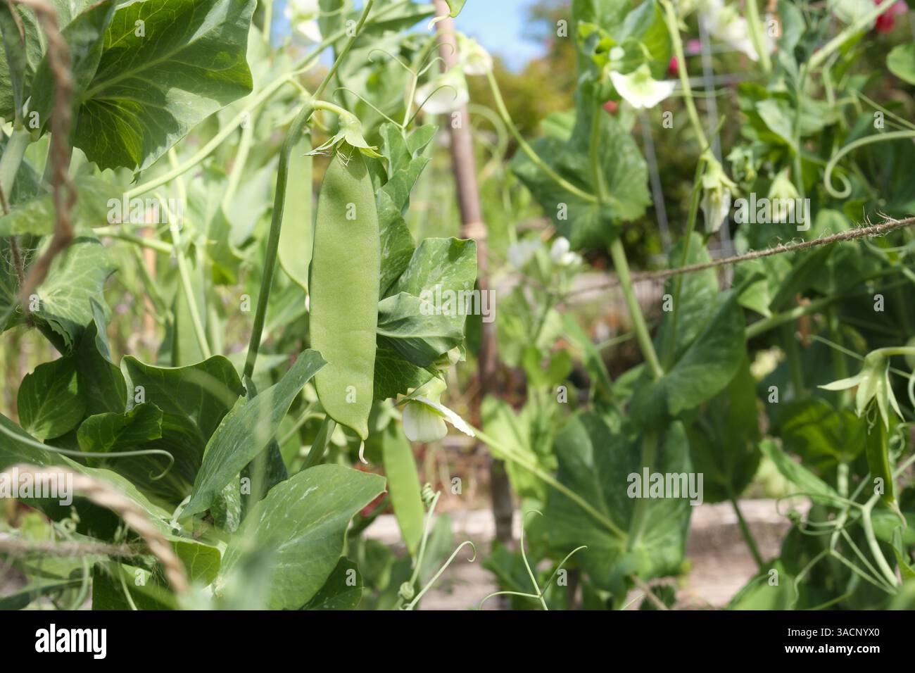 Stringing Peas String twine trellis support hi-res stock photography and images - Alamy