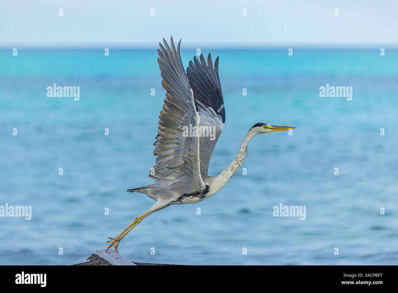 Great blue Heron fly away with wings wide in Maldives. Seaside, shore marine wildlife background. Bird, animal in natural habitat at tropical shore Stock Photo
