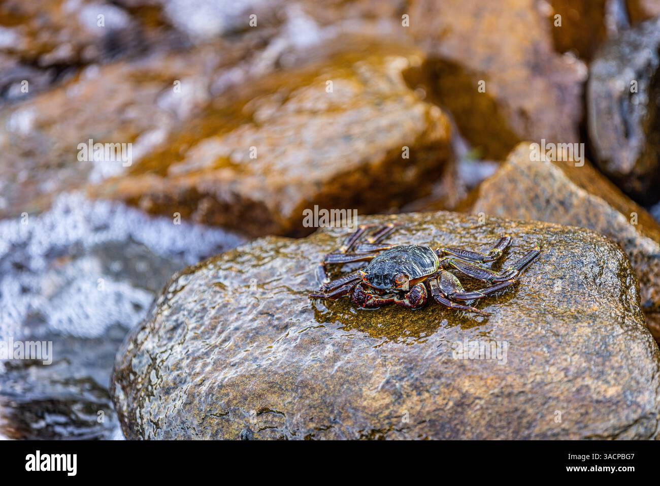 Mottle Shore Crab or Grapsus albolineatus is a species of decapod crustacean, Live in the rocks and in the coral reefs. Closeup wildlife, marine life Stock Photo