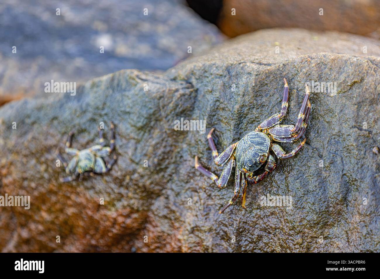 Mottle Shore Crab or Grapsus albolineatus is a species of decapod crustacean, Live in the rocks and in the coral reefs. Closeup wildlife, marine life Stock Photo