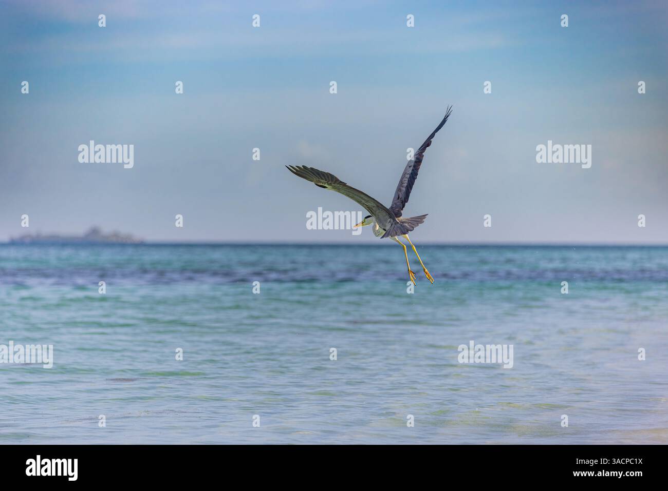 Great blue Heron fly away with wings wide in Maldives. Seaside, shore marine wildlife background. Bird, animal in natural habitat at tropical shore Stock Photo