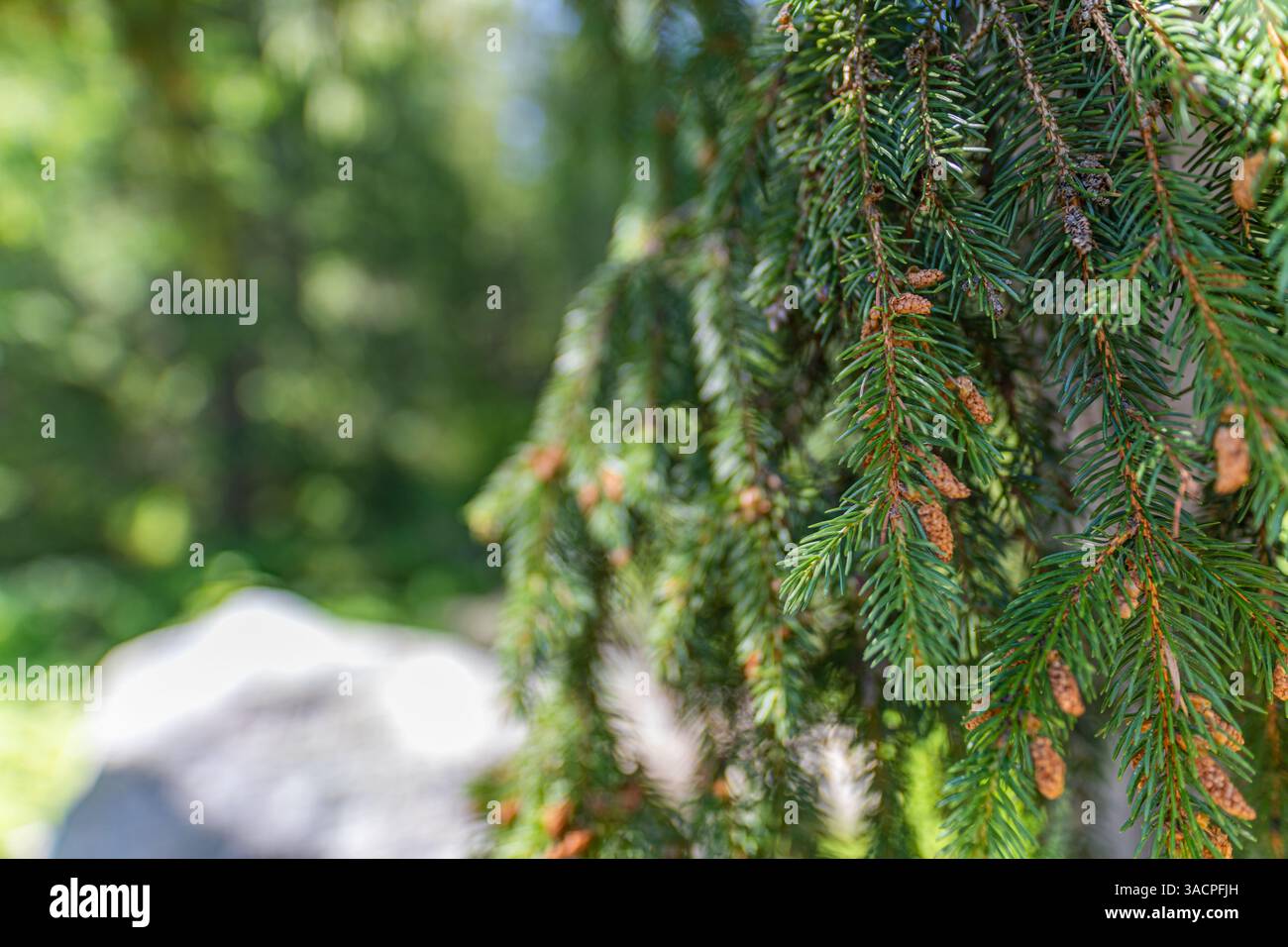 Close-up of vibrant green pine tree needles with blurred lush background capturing detailed textures, natural beauty and crisp clarity in serene light Stock Photo