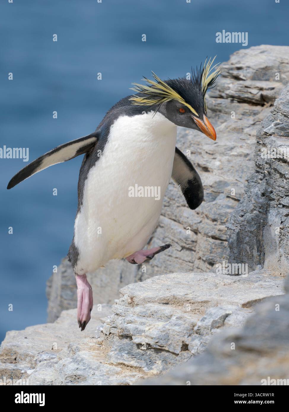 Moseley's penguin also called Northern Rockhopper penguin on Bleaker ...