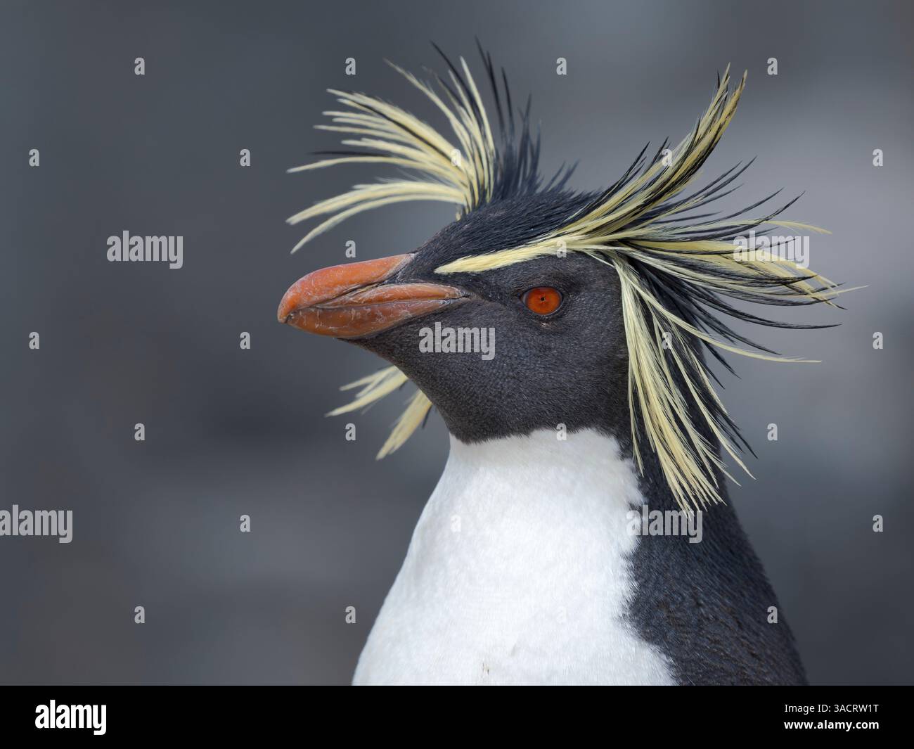 Moseley's penguin also called Northern Rockhopper penguin on Bleaker ...