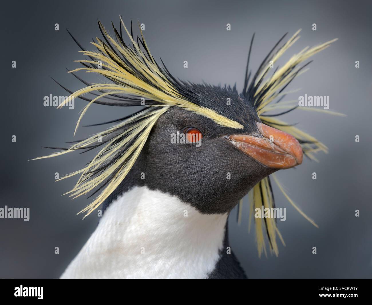 Moseley's penguin also called Northern Rockhopper penguin on Bleaker ...